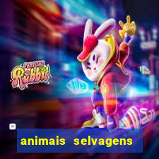 animais selvagens fotos e nomes